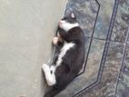 A kitten for kind home