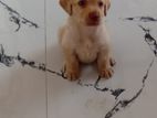 Labrador Puppy
