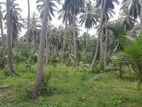 A Land for Sale in Mundalama - Taravilluwa.