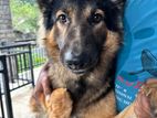 A Lion Shepard Male Dog Available for Crossing