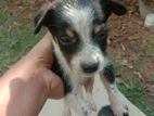 A Male or Female Puppy for Kind Home