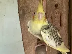 A Pair of Cockatiel Bird