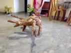 Antique Scorpion Wooden Plant Root