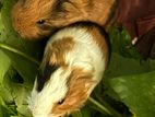 Guinea Pigs