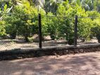 A Valuable 50 Perches Land for Sale in Andiambalama, Negombo.