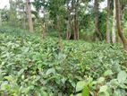 A Valuable Commercial Land for Sale in Peradeniya.