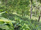 A Valuable Commercial Land for Sale in Peradeniya