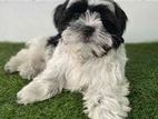 2 Years Old Shitzu Dog