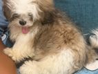 a very cute adorable dog who is urgently searching for an owner