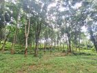 A well-maintained 5 Acres of Rubber Land for Sale on Udulla, Mirigama