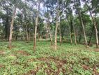 A well-maintained 5 Acres of Rubber Land for Sale on Udulla Mirigama