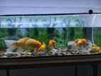 Fish Tank