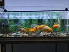 Fish Tank