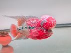 Flower Horn Fish