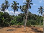 ආදායම් ලබන පොල් ඉඩමක්