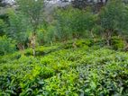 ආදායම් ලබන පර්චස් 128 ක තේ ඉඩමක් විකිණීමට / HL 13522