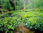 ආදායම් ලබන පර්චස් 128 ක තේ ඉඩමක් විකිණීමට / HL 13522