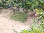 ආඩිඅම්බලම - දැවමොට්ටාව අසලින් වටිනා ඉඩමක්