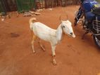 Farm Goat