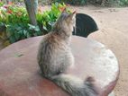 Female Cat for Kind Home