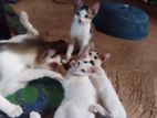 Kittens for Kind Home