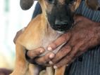 Dog for Kind Home