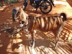 Aadu Mari