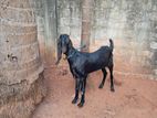 Farm Goat