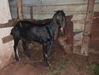 Farm Goat