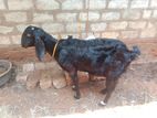 Aadukal Goats