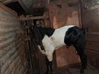 Farm Goats