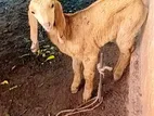 Farm Goat