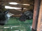 Rabbits