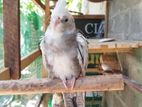 Cockatiel Birds