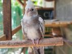 Cockatiel Bird