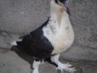Pigeon
