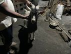 Goat Male