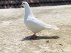 Pigeons