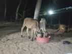 ஆண் மாடு
