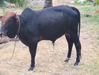 ஆண் மாடு