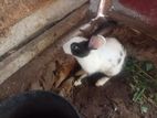 ஆண் முயல்
