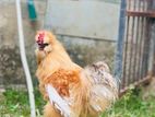 Farm Chickens