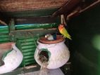 Love Birds