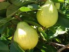 ஆப்பிள் கொய்யா