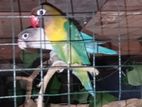 African Love Birds
