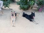 **ஆரோக்கியமான ஷெப்பர்ட் நாய்கள் விற்பனைக்கு**