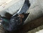 Pigeons
