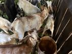 Farm Goat