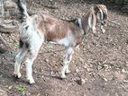 Farm Goat