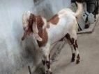 ஆடு Goat